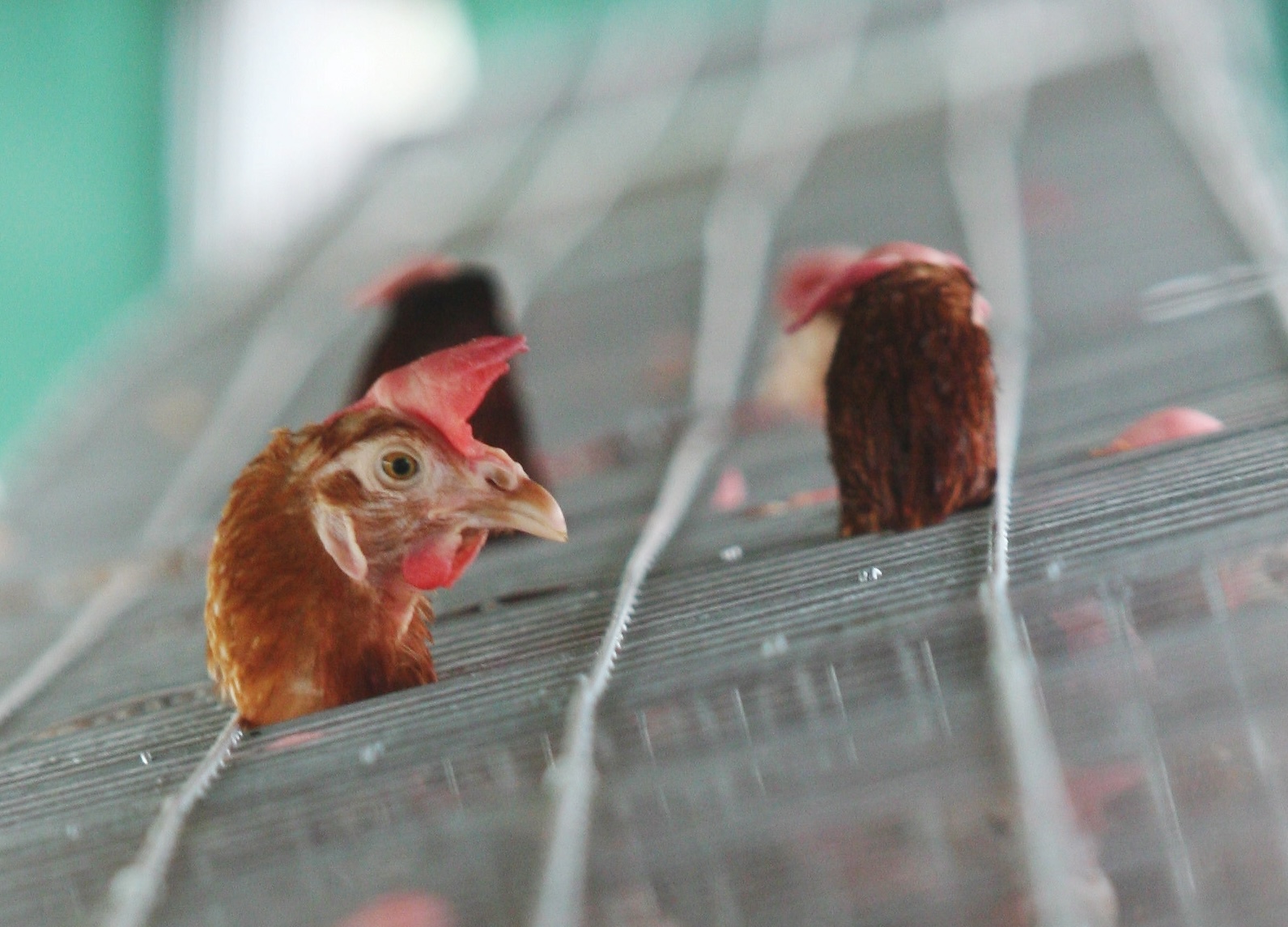 Poll shows public revulsion on caged hens ahead of EU-ban deadline